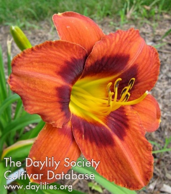 Daylily Henna Copper